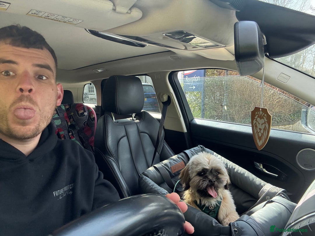 Shih Tzu dogs for sale: Loving boy looking for new home - Image 2