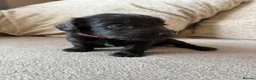 Mixed Breed dogs for sale: Doxiepoo pups  - Advert 15