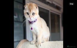 Scottish Fold cats for sale: Beautiful TICA-Reg Scottish Fold Girls - Image 6