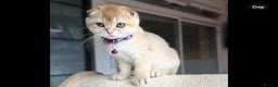 Scottish Fold cats for sale: Beautiful TICA-Reg Scottish Fold Girls - Advert 7