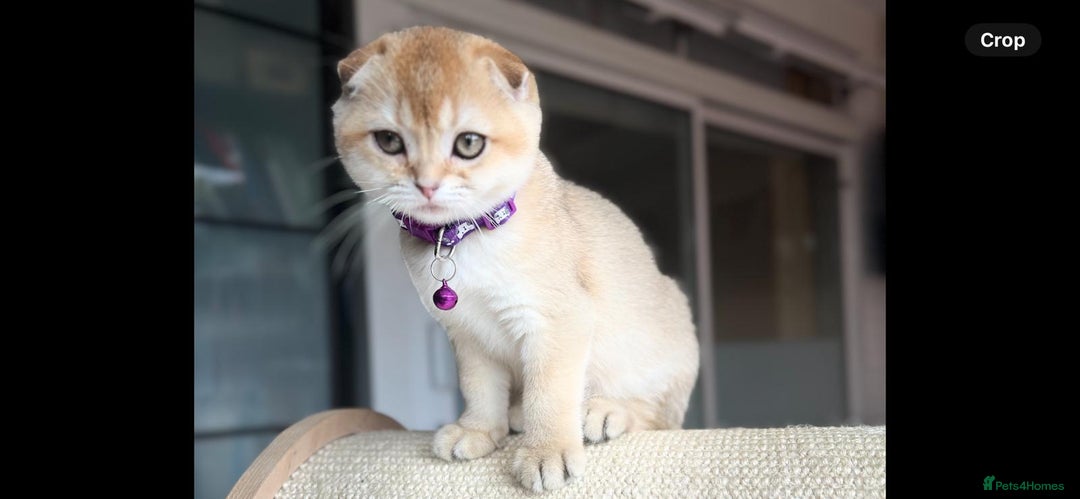 Scottish Fold cats for sale: Beautiful TICA-Reg Scottish Fold Girls - Image 6