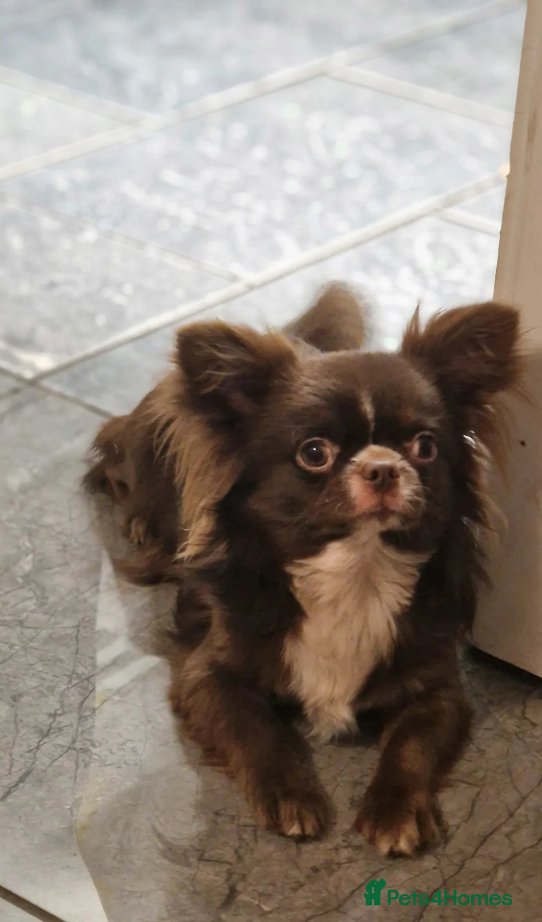 Chihuahua dogs for stud: Chihuahua Chocolate longhaired Stud  in Romford - Advert 10
