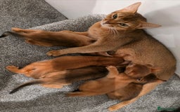 Abyssinian cats for sale: Adorable Abyssinian Kittens - Image 15