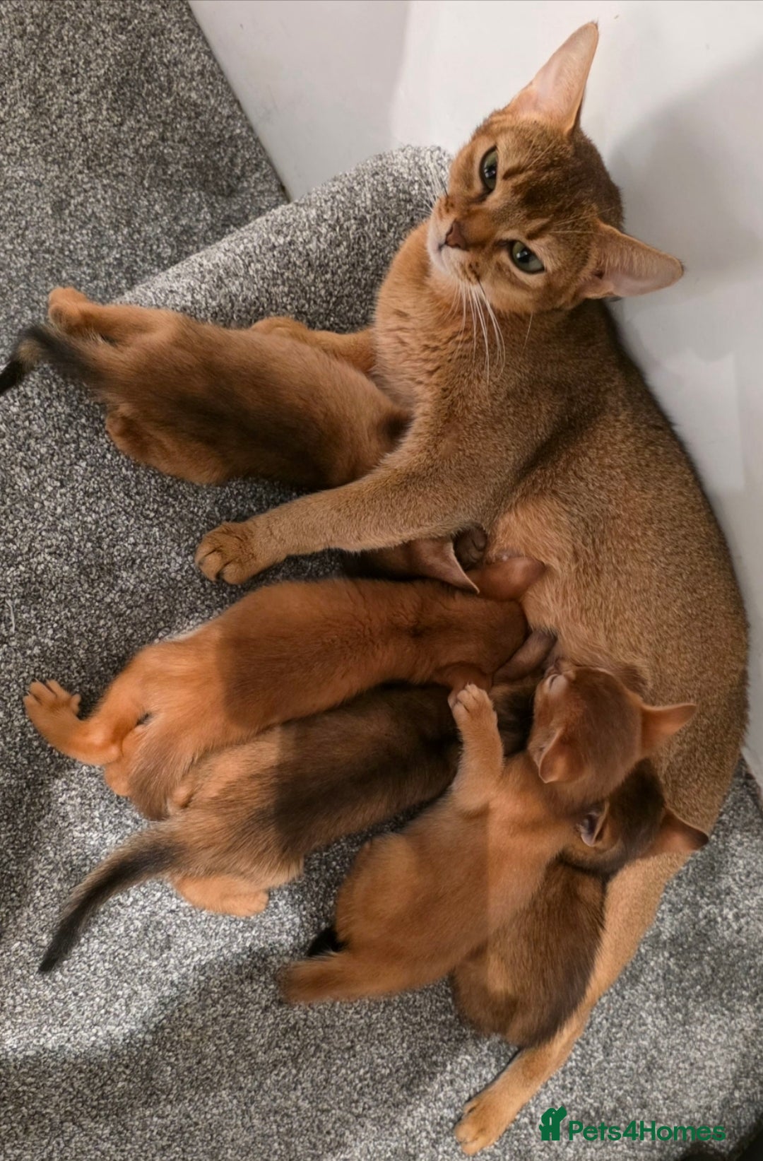 Abyssinian cats for sale: Adorable Abyssinian Kittens - Image 15