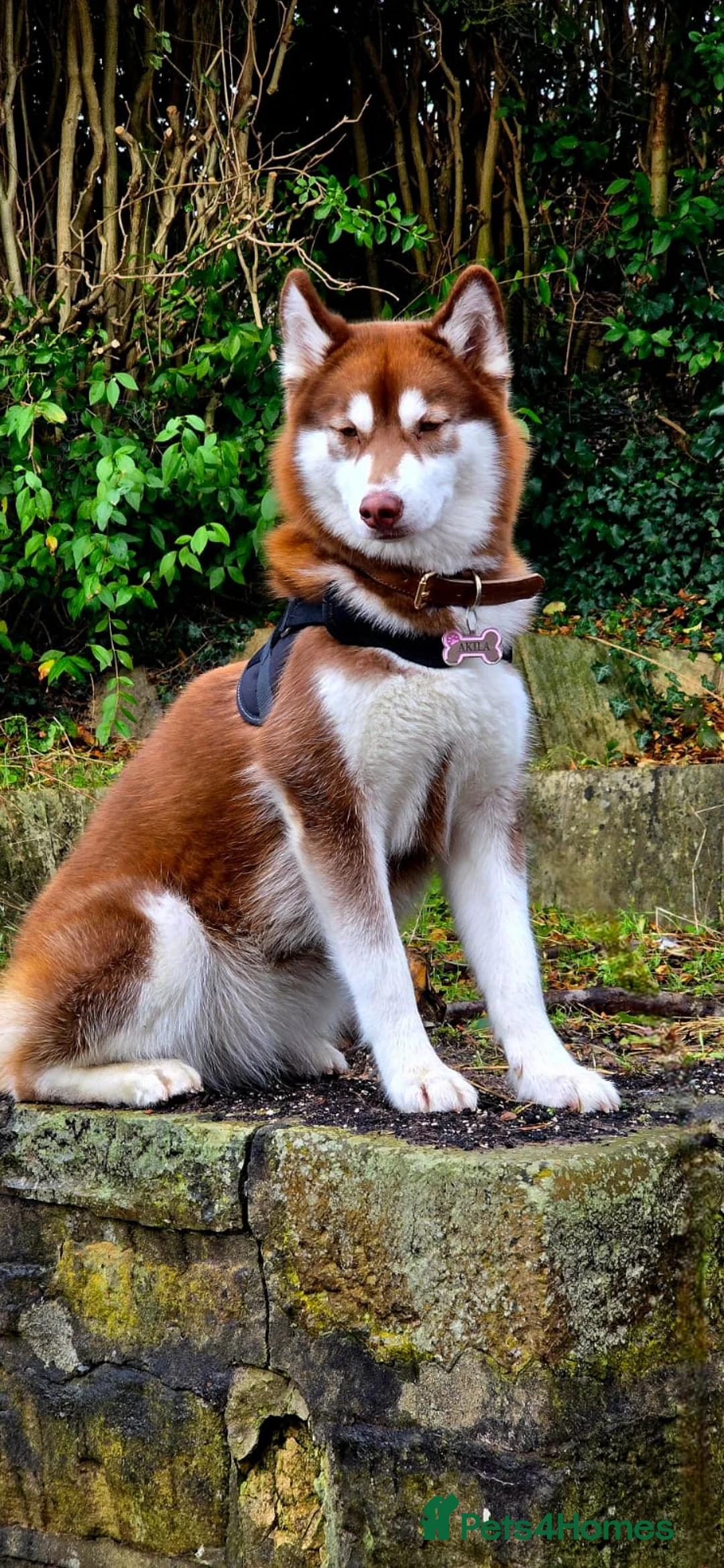 Siberian Husky dogs for sale: 🐾 Siberian Husky Puppies 🐾 - Advert 1