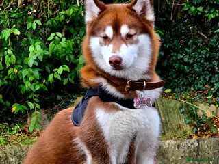 Siberian Husky dogs 🐾 Siberian Husky Puppies 🐾 - Advert 16