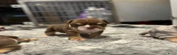 English Bulldog dogs for sale: stunning Bulldog puppies in Weymouth - Advert 5