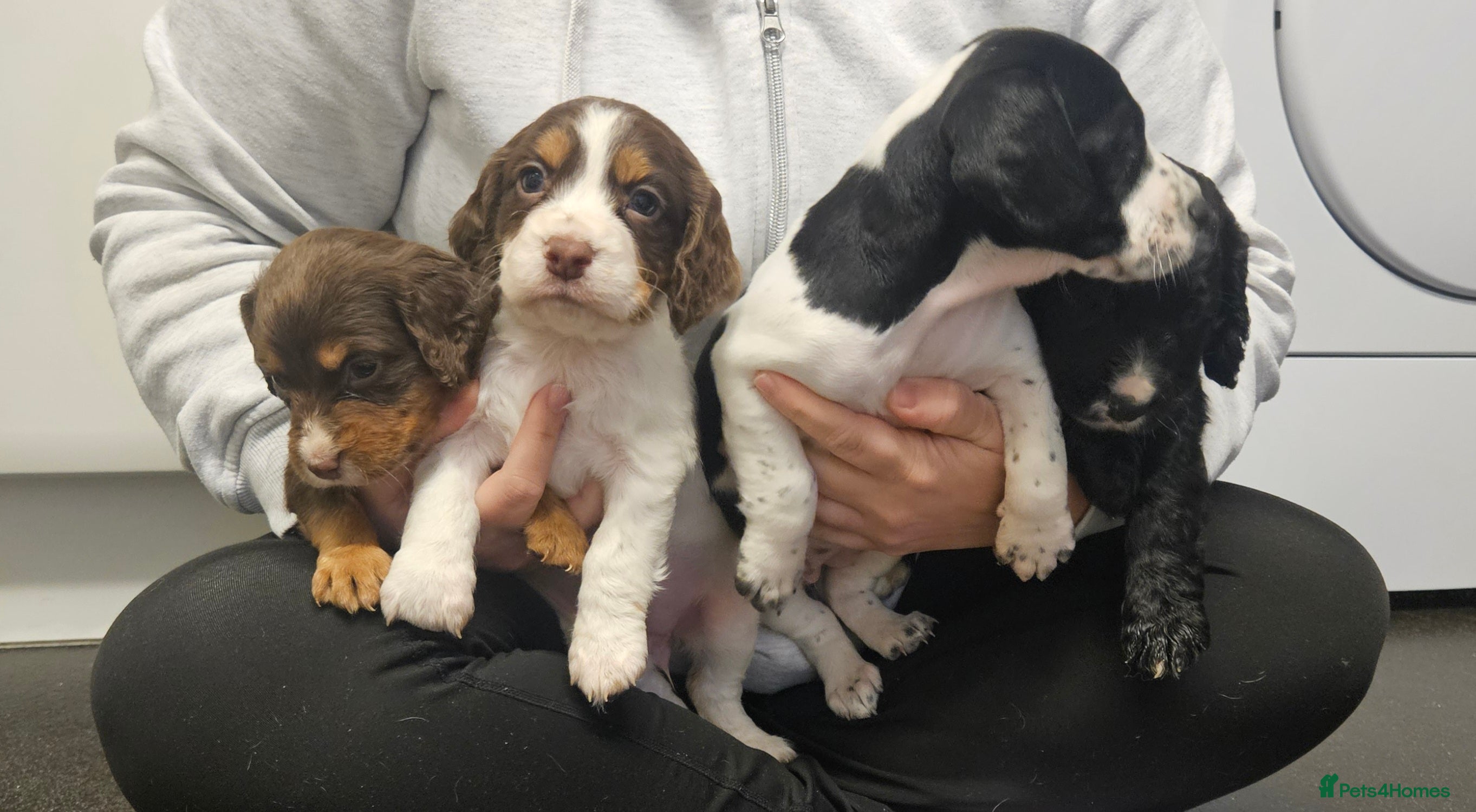 Cocker Spaniel dogs Cocker spainels x bocker - Advert 16