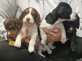 Cocker Spaniel dogs Cocker spainels x bocker - Advert 16