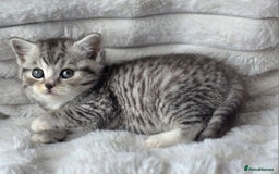 British Shorthair cats for sale: Gorgeous British Short-hair cross Kittens  - Image 3