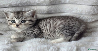 British Shorthair cats - Advert 9