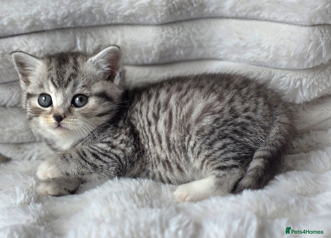 British Shorthair cats for sale: Gorgeous British Short-hair cross Kittens  - Image 3