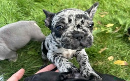 French Bulldog dogs for sale: French Bulldogs  - Image 24