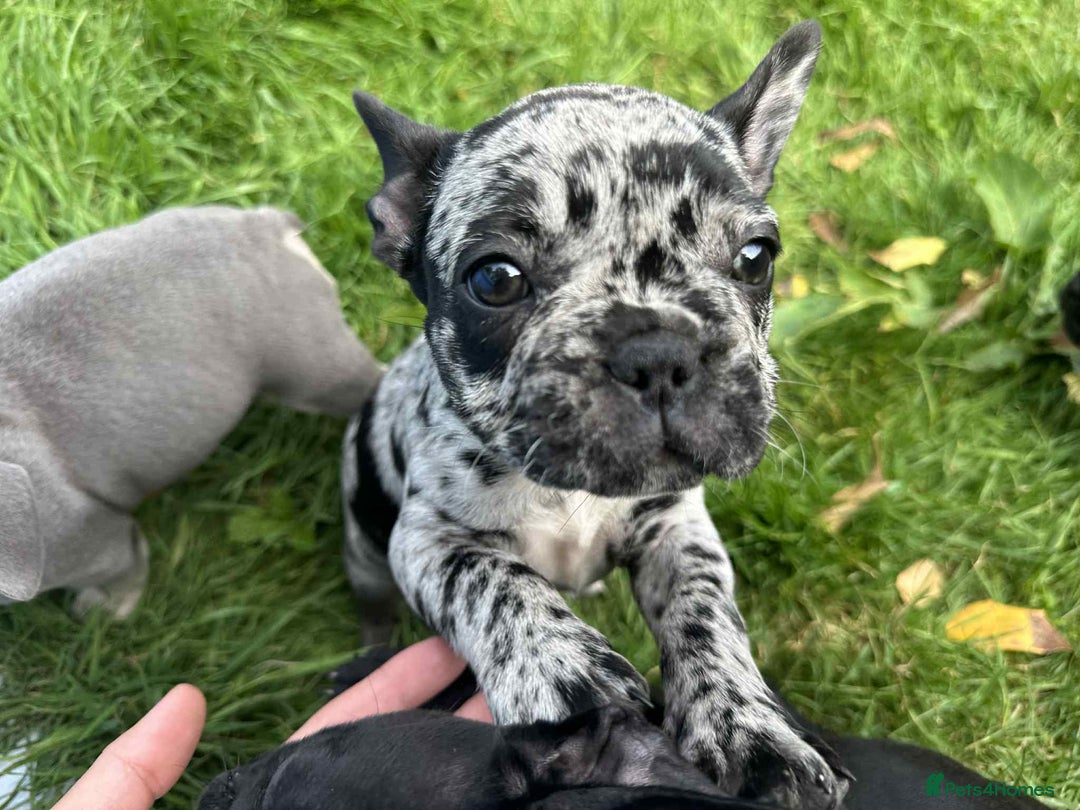 French Bulldog dogs for sale: French Bulldogs  - Image 24