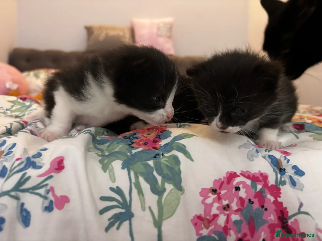 Mixed Breed cats for sale: 3 beautiful little boys available to reserve  - Advert 6
