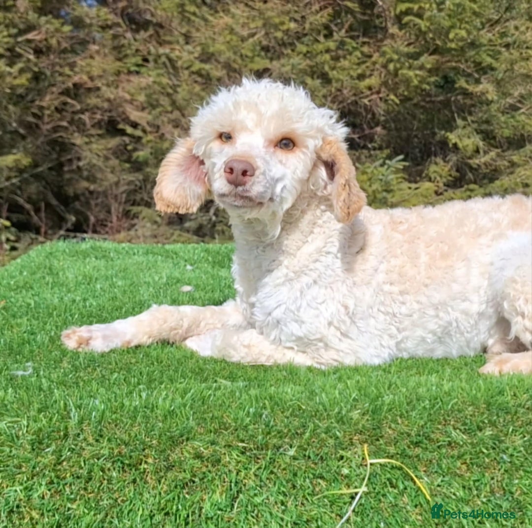 Cavapoo dogs for sale: READY NOW Stunning  F1 Cavapoo fawn boy  in Lanark - Image 5