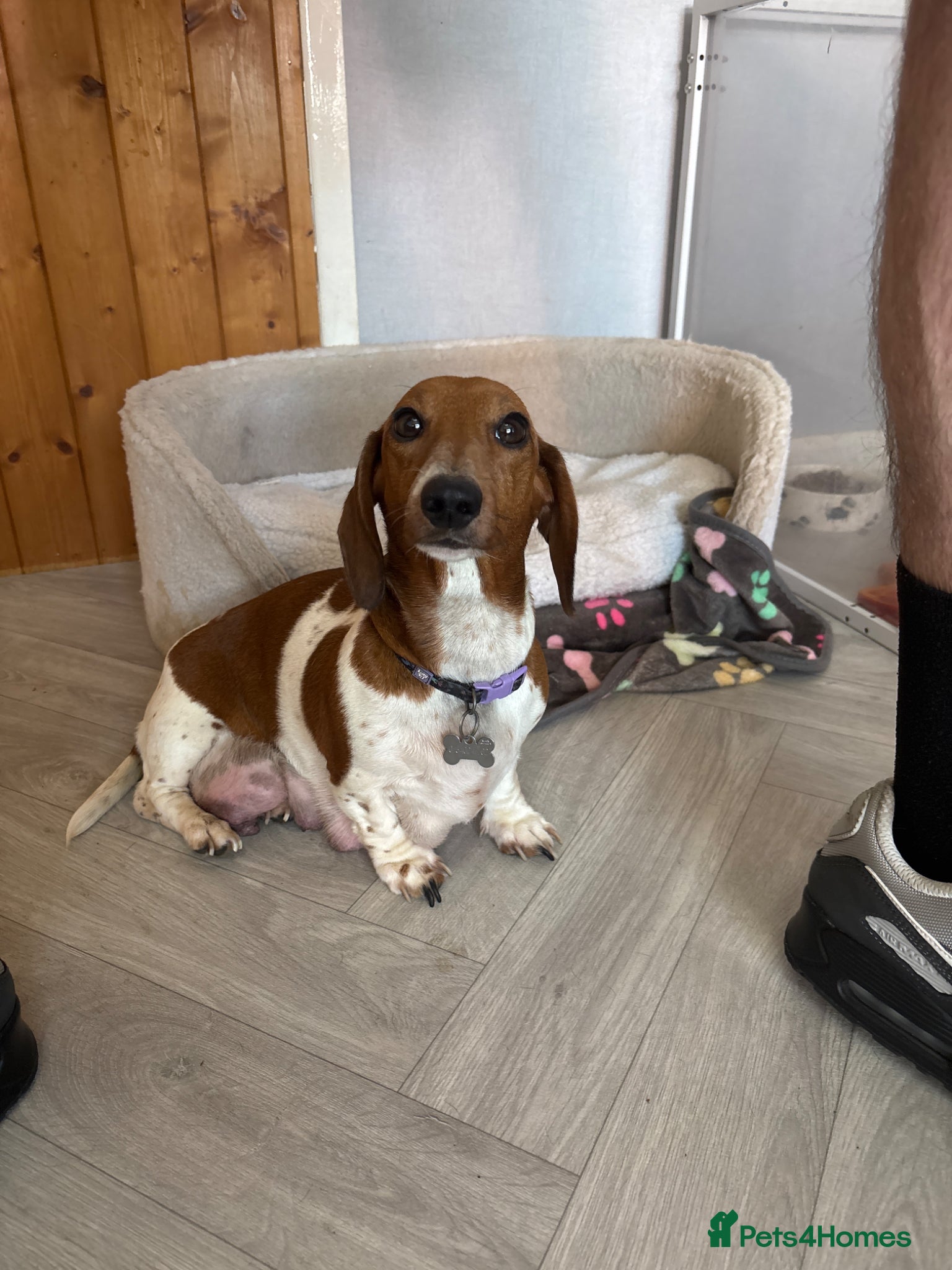 Miniature Dachshund dogs Miniature dachshund puppies for sale  - Advert 1