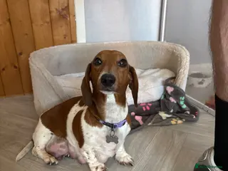 Miniature Dachshund dogs Miniature dachshund puppies for sale - Advert 1