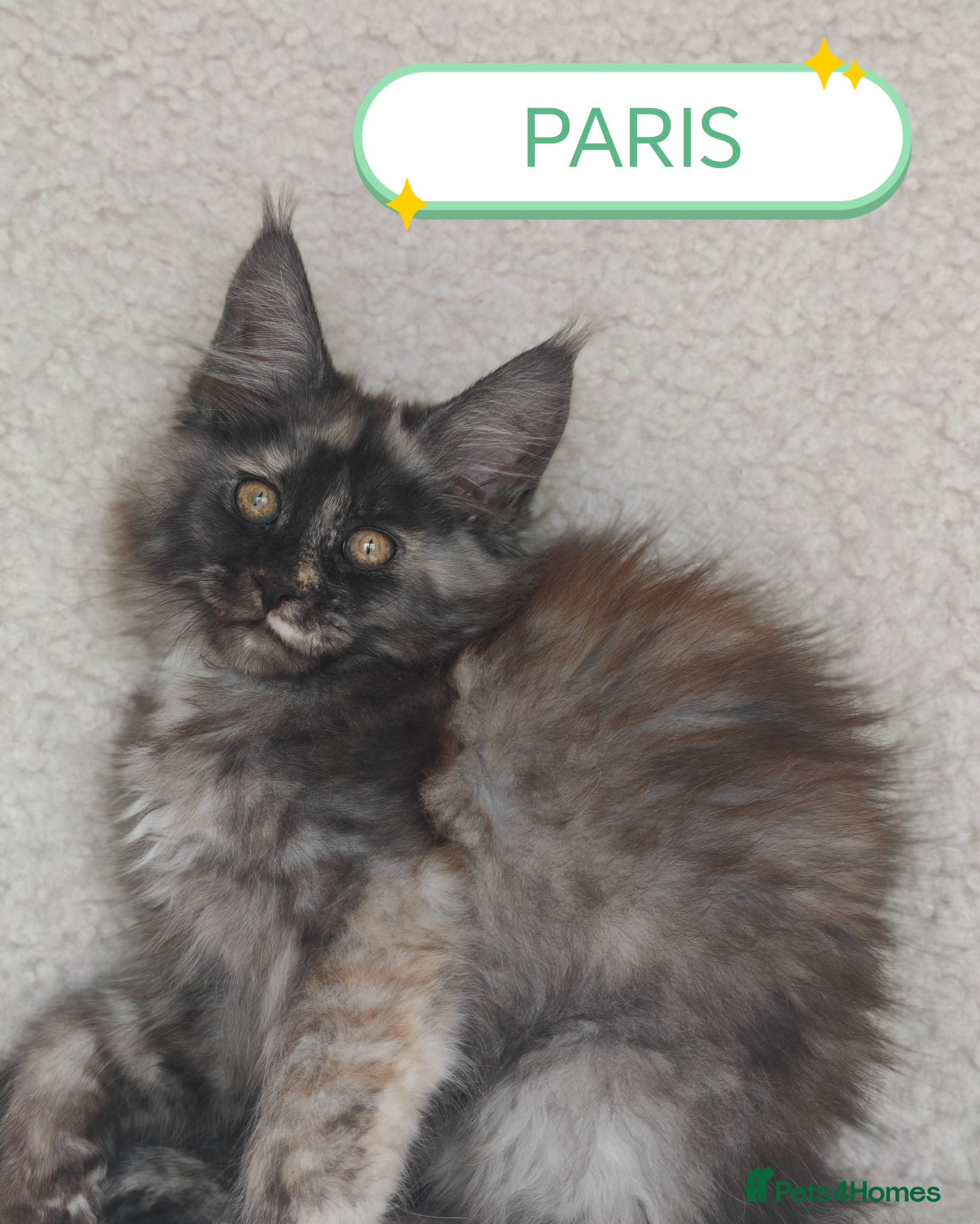 Maine Coon cats Full pedigree Maine coon kittens - Advert 2