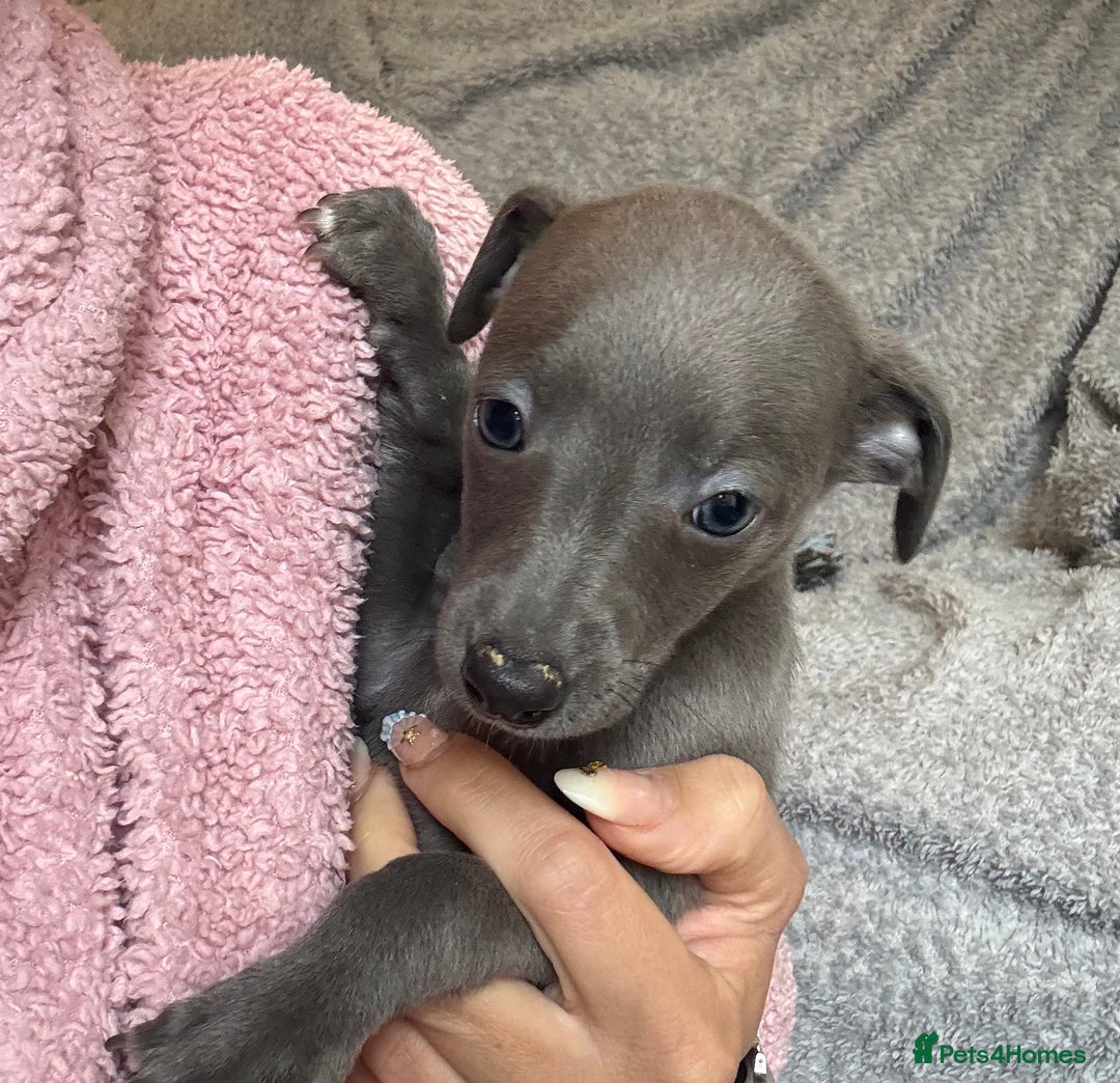 Whippet dogs for sale: KC Registered Blue Whippets - Image 23