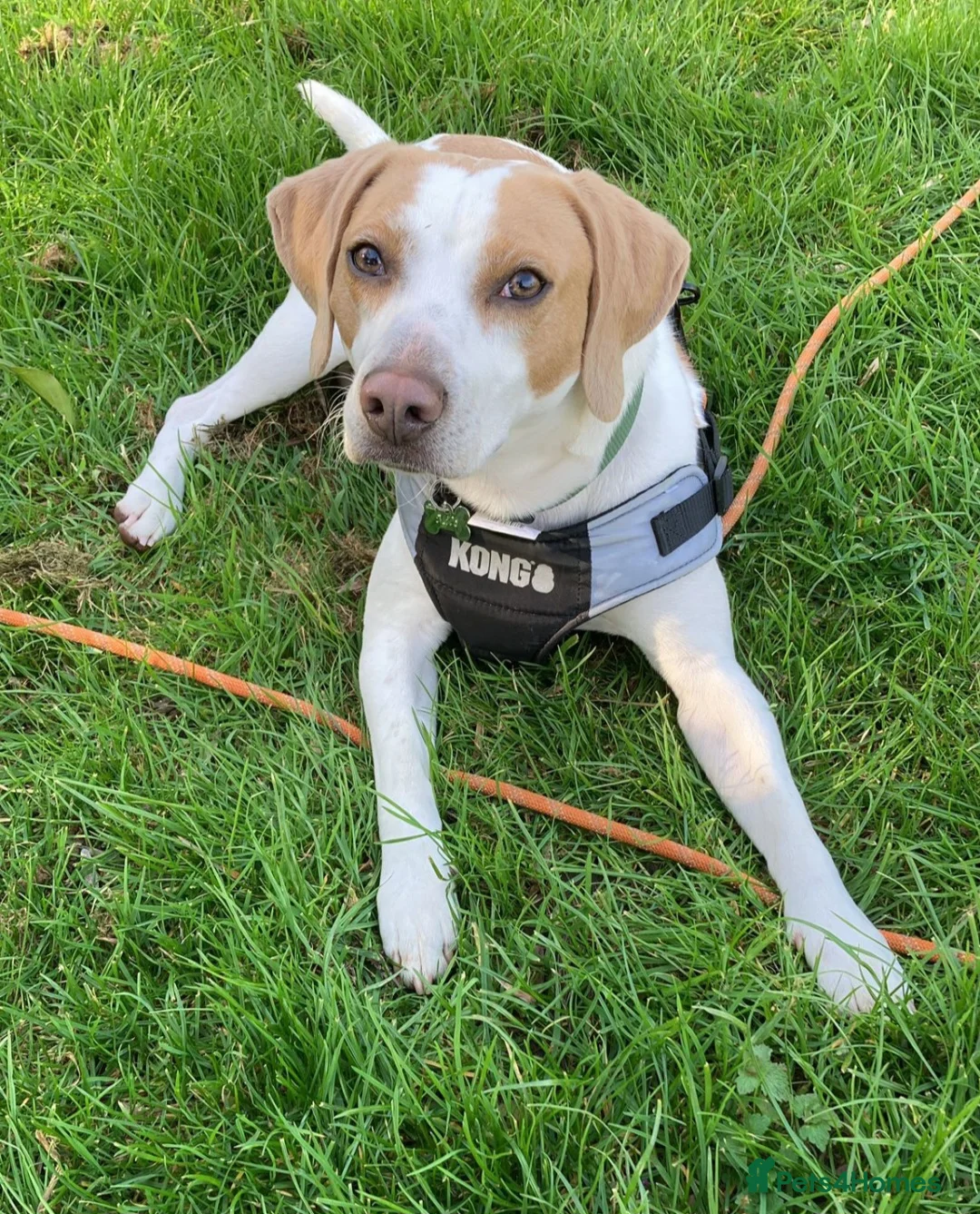 Mixed Breed dogs for sale: Milo Lemon Cross Beagle in Kettering - Advert 2
