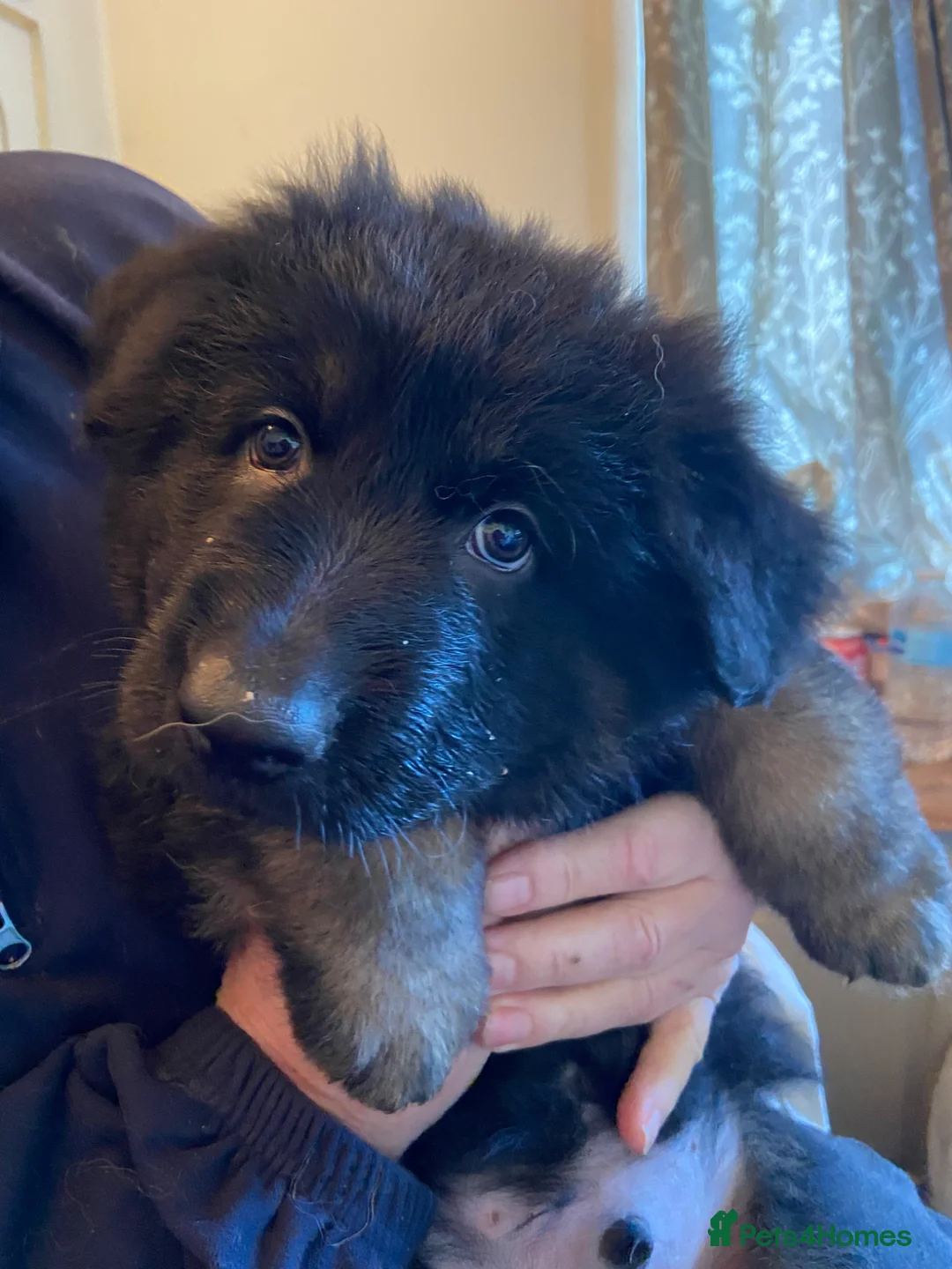 German Shepherd dogs for sale: German shepherd Isabella  in Ashford - Advert 2