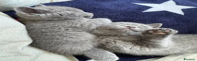 British Shorthair 2