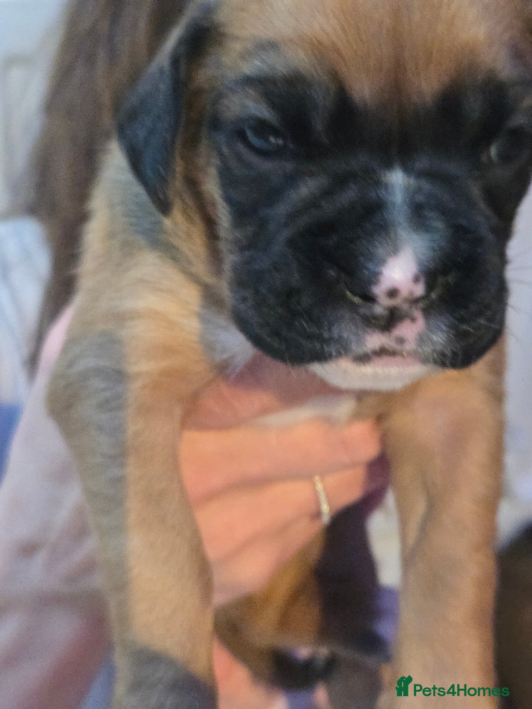 Boxer dogs for sale: Gorgeous Red Boxer puppies for sale. - Image 8