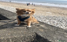 Chihuahua dogs for sale: Chihuahua dog age 6 years old  - Image 4
