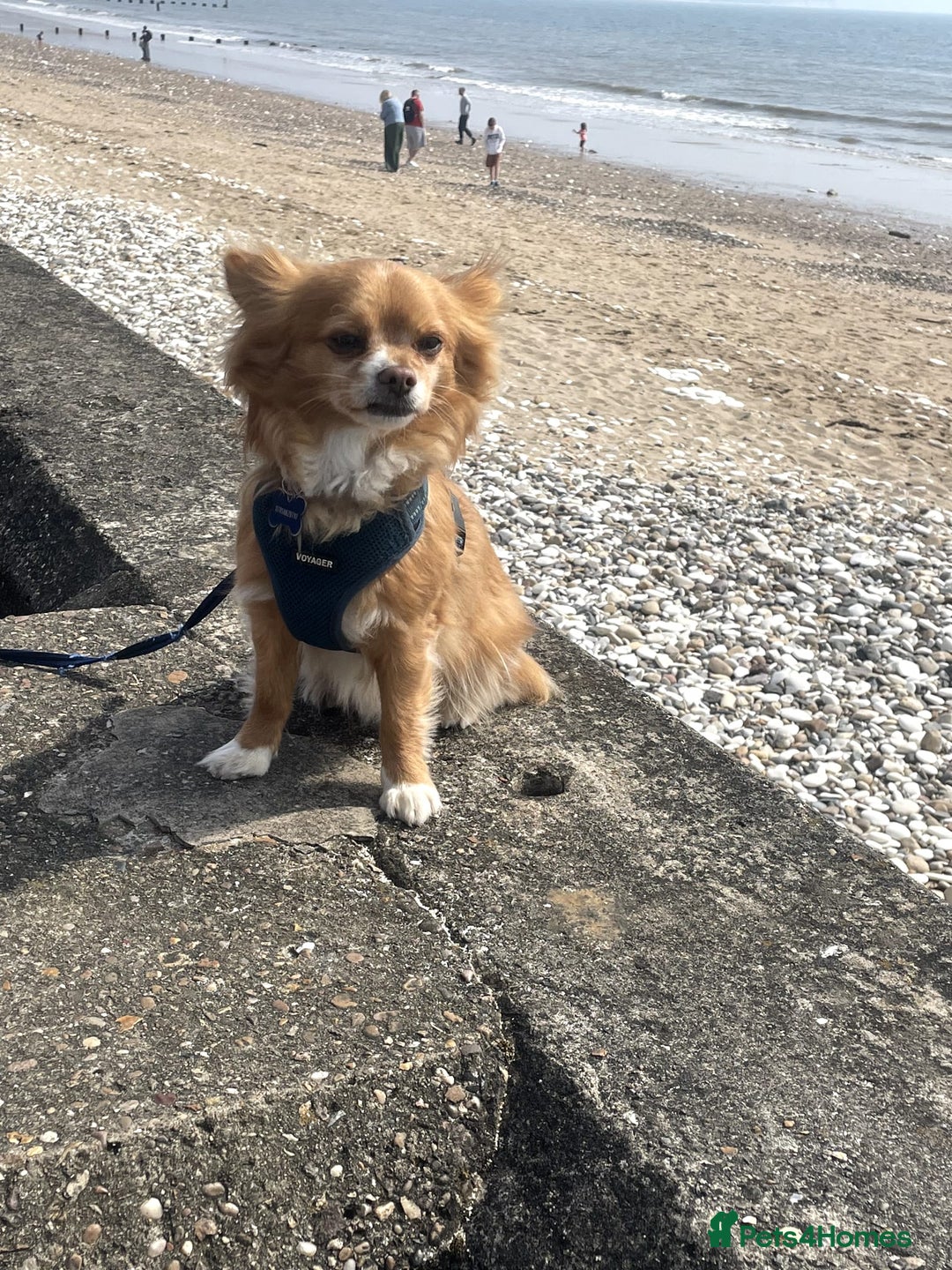 Chihuahua dogs for sale: Chihuahua dog age 6 years old  - Image 4