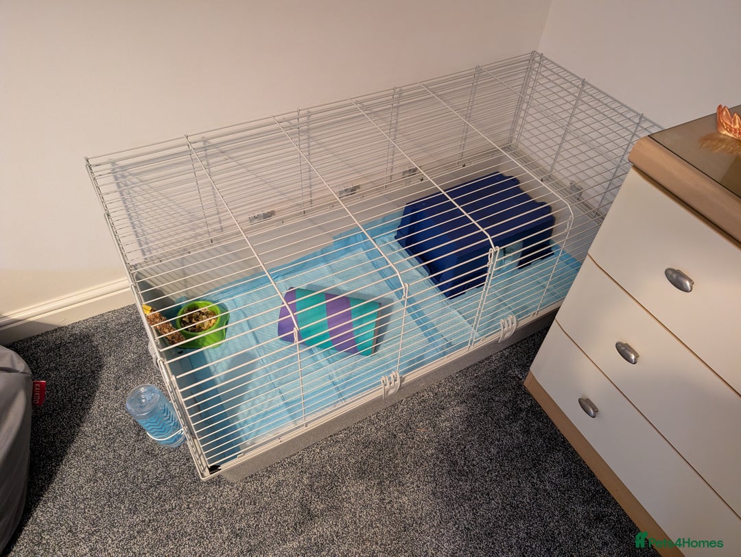 Guinea Pig rodents for sale: Skinny-pigs werewolf  - Advert 1