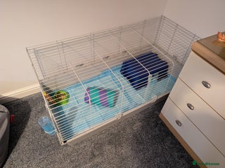 Guinea Pig rodents Skinny-pigs werewolf - Advert 1