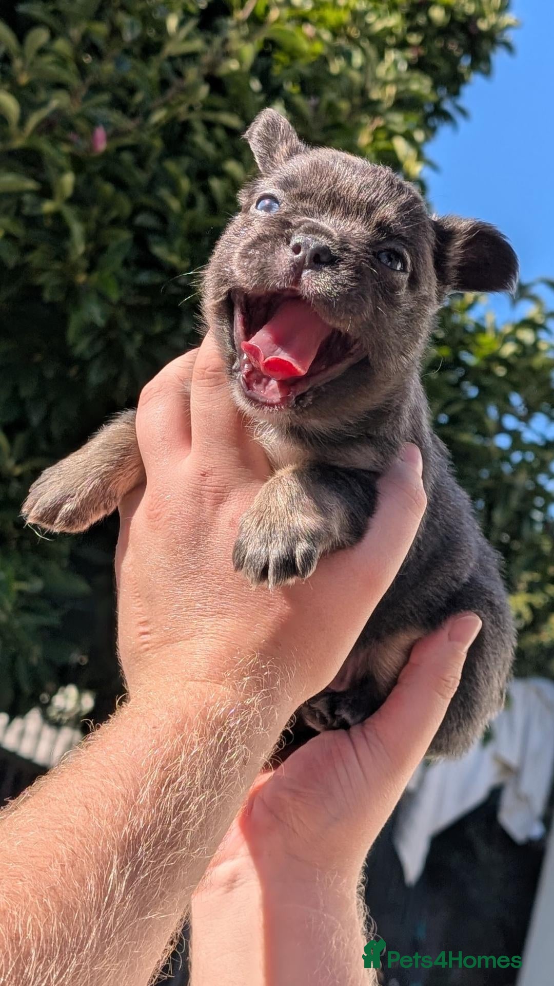 French Bulldog dogs Fluffy husky koi tri blue tan merle Frenchie pups  - Advert 1