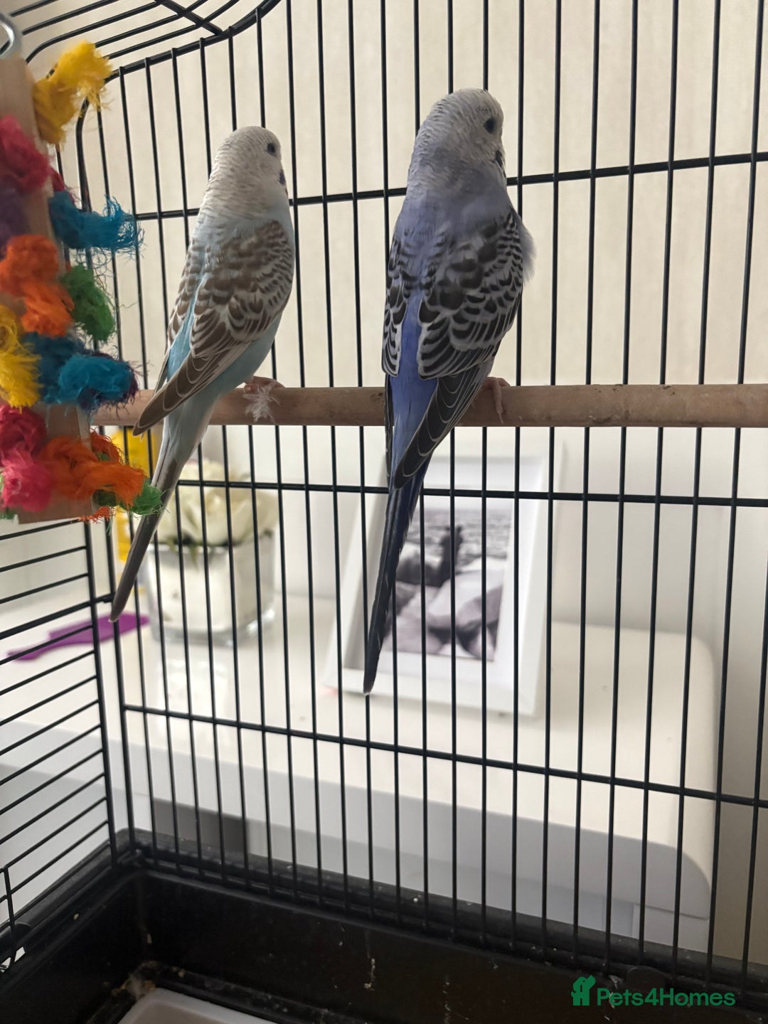 Budgerigars birds for sale: 2 budgies with cage and stand  - Advert 5