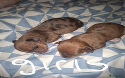Chiweenie dogs for sale: Chweenies  - Image 7