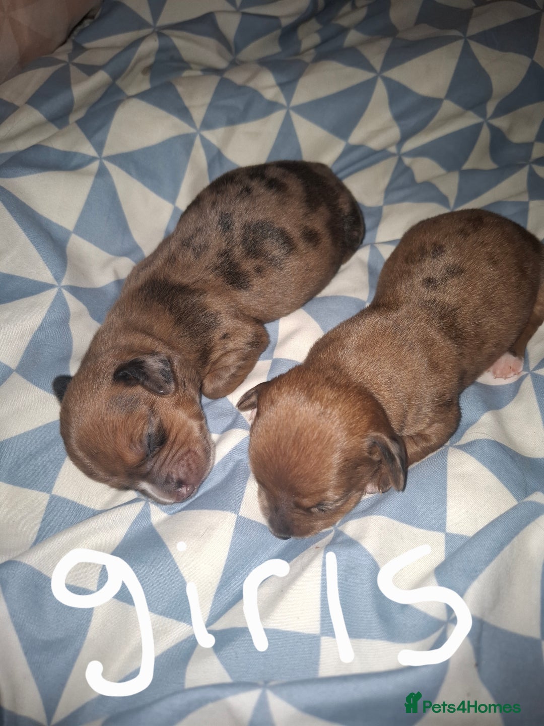 Chiweenie dogs for sale: Chweenies  - Image 7