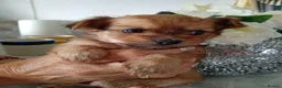Chorkie dogs for sale: Chorkies - Advert 3