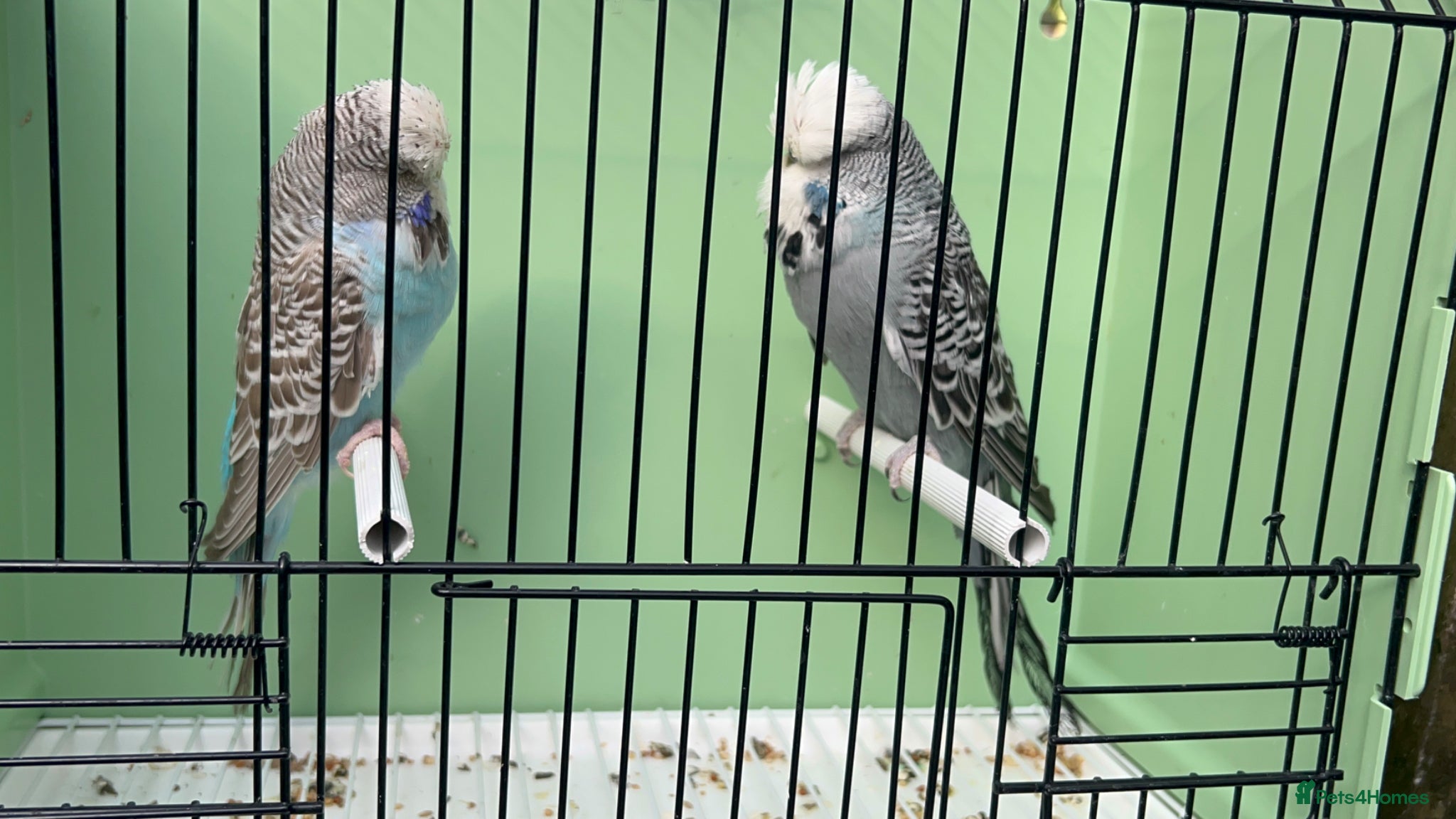 Budgerigars birds Exibition budgie pairs available - Advert 9