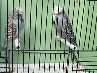 Budgerigars birds Exibition budgie pairs available - Advert 6