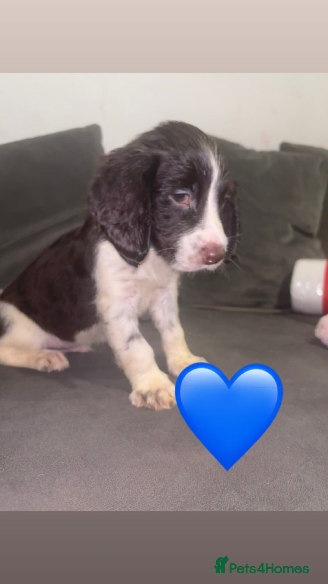 Sprocker dogs for sale: Sprocker spaniel puppy’s  - Image 1