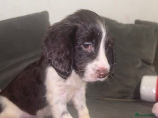 Sprocker dogs - Advert 21