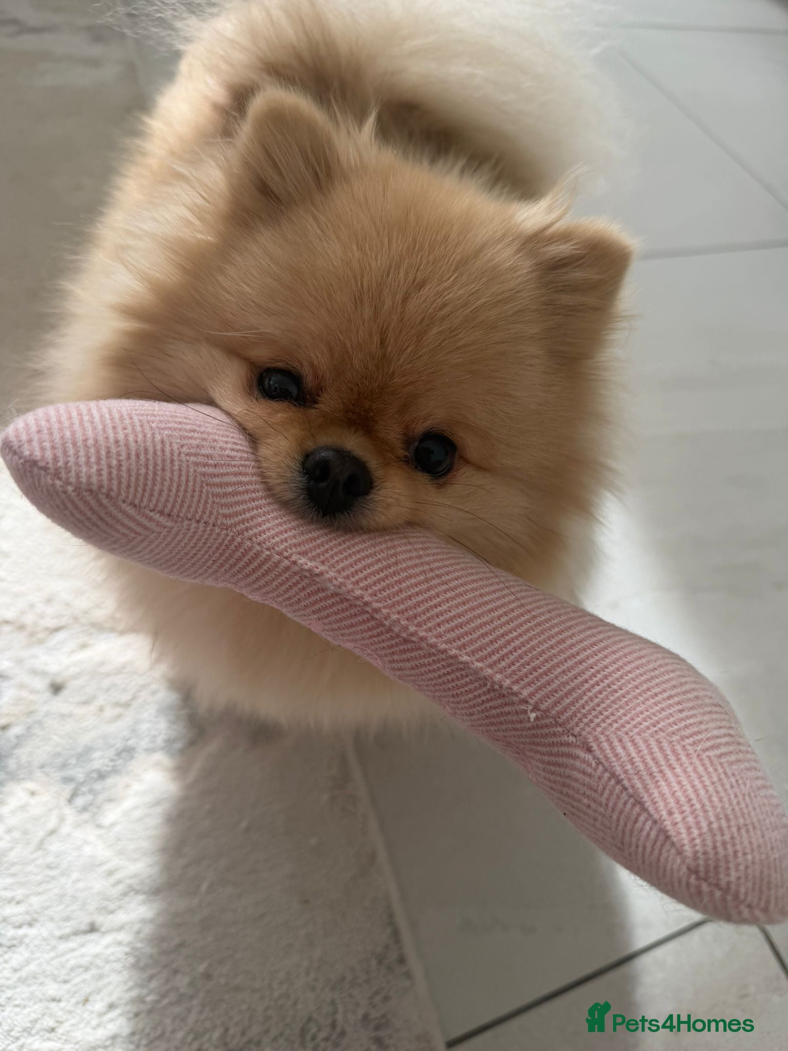 Pomeranian dogs Rare MINI TOY POMERANIAN puppies for sale! - Advert 1