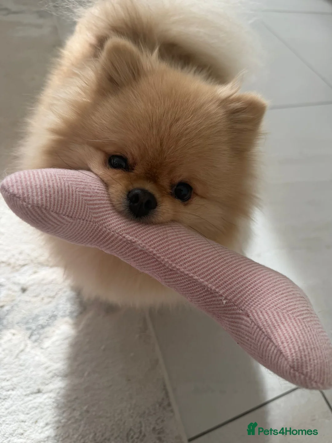 Pomeranian dogs for sale: Rare MINI TOY POMERANIAN puppies for sale! in London - Advert 1