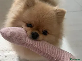 Pomeranian dogs Rare MINI TOY POMERANIAN puppies for sale! - Advert 1