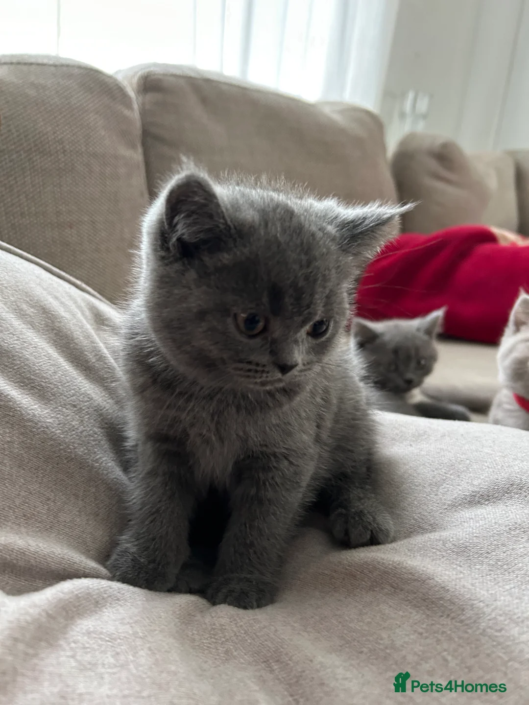 British Shorthair cats for sale: Beautiful British shorthair kittens - Advert 3