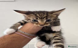 Mixed Breed cats for sale: European shorthair tabby cross kittens available.  - Image 15