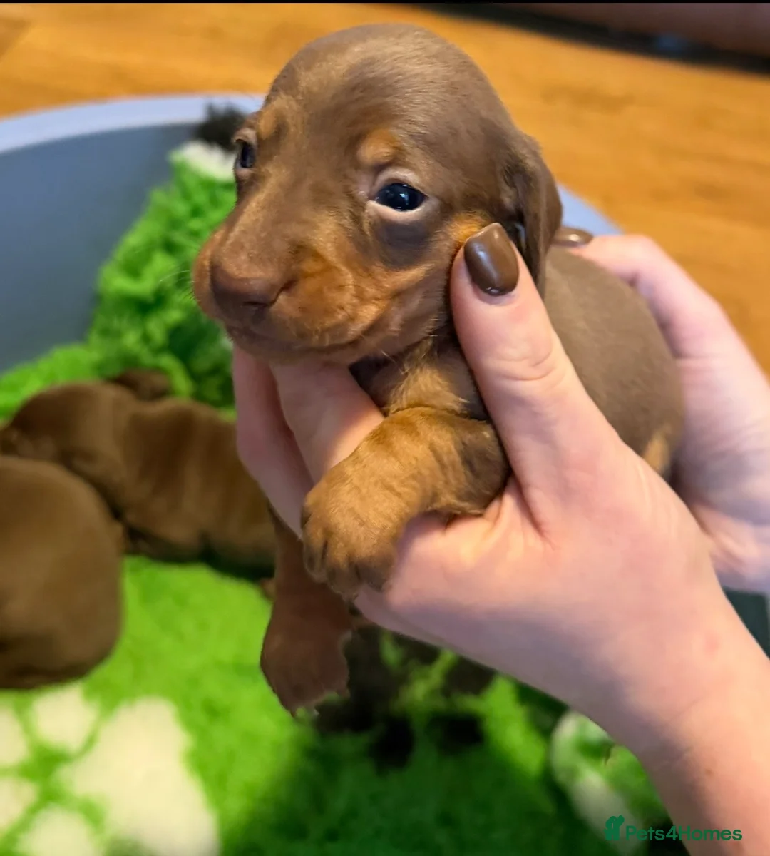 Miniature Dachshund dogs for sale: Mini smooth dachshund boys  - Advert 7