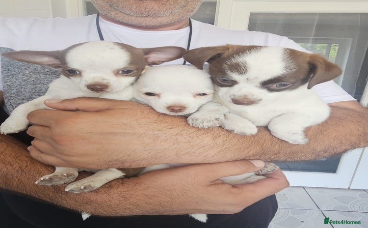 Chihuahua dogs - Advert 3