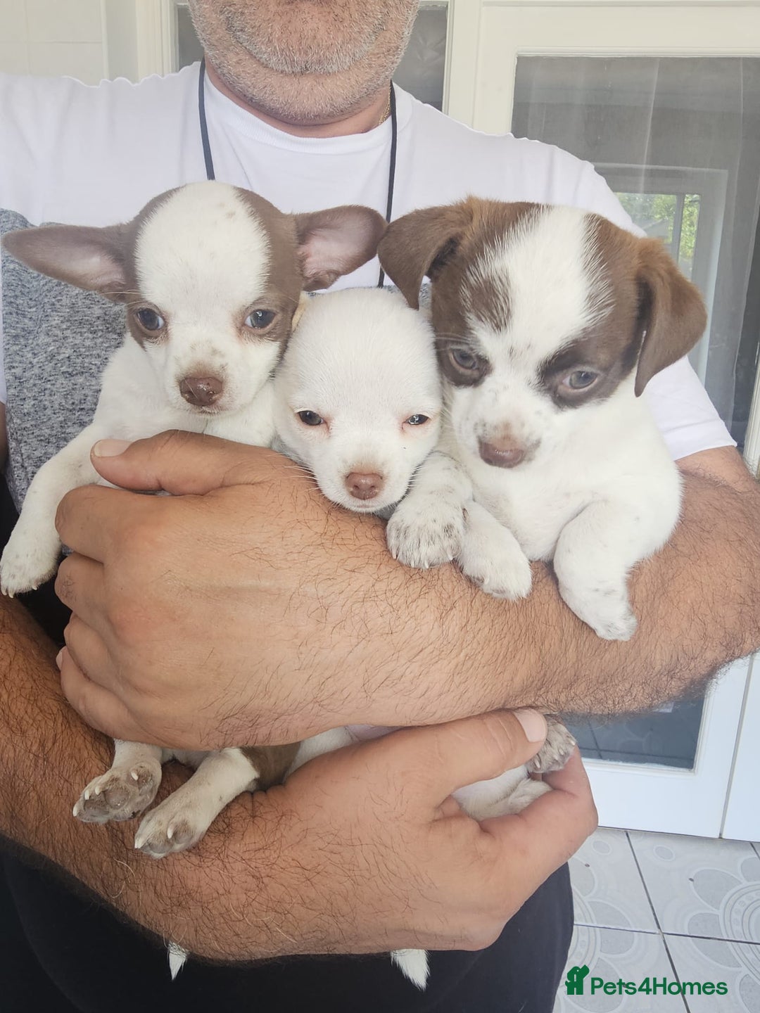 Chihuahua dogs for sale: Lovely Chihuahua Puppies looking for a Loving Home - Image 1