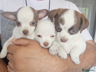 Chihuahua dogs - Advert 33